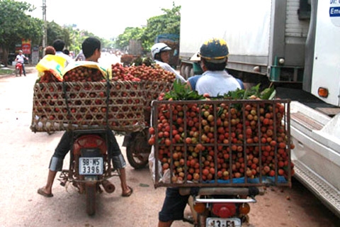 Trung Quốc ồ ạt thu gom vải thiều