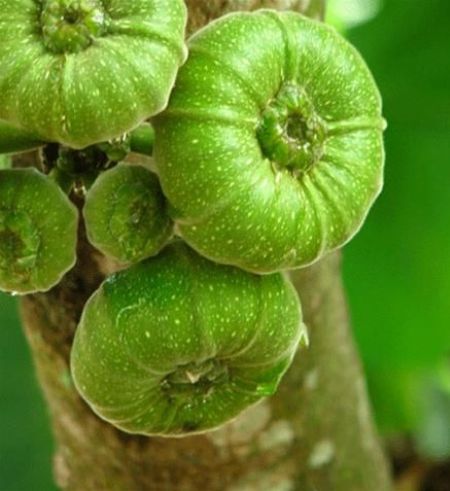  Gỏi vả tôm thịt