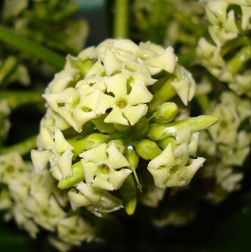 "Mùi "Hà Nội 