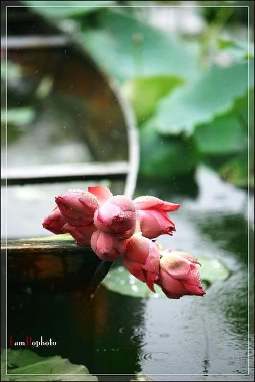 "Mùi "Hà Nội 