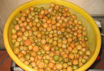 Thương vị Sấu Thương vị Sấu